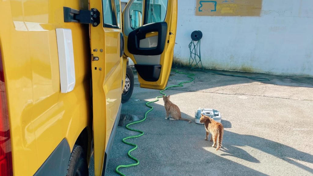 cats next to the camper, while filling water and cleaning toilet